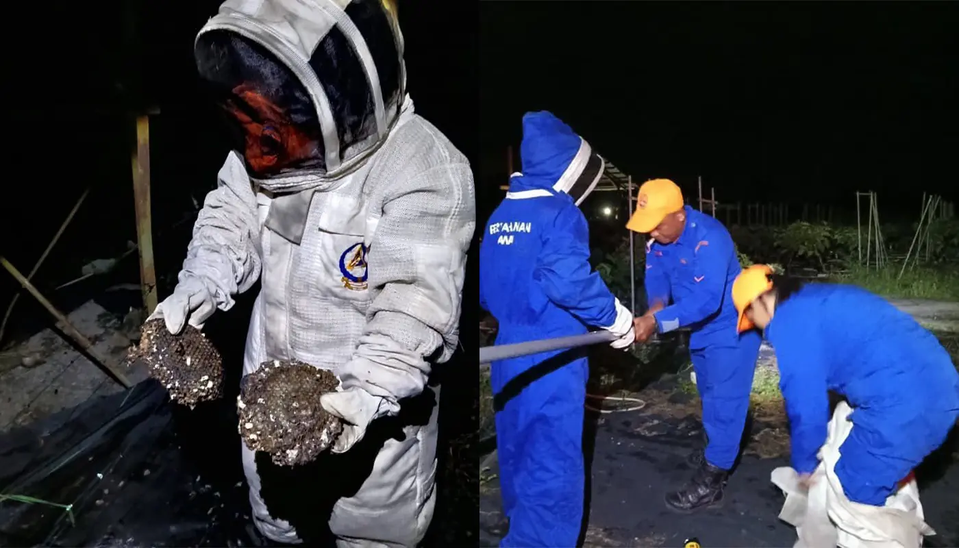 Sarawak, Sarawak News, Sematan, Sematan News, Emergency Response, Public Safety, Insect Nest Removal