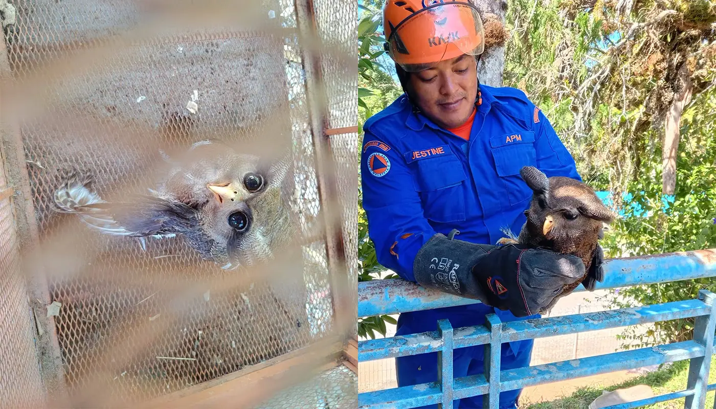 Sarawak, Sarawak News, Julau, Julau News, Civil Defence, Animal Rescue, Sarawak Forestry Corporation, Wildlife Protection, Public Safety