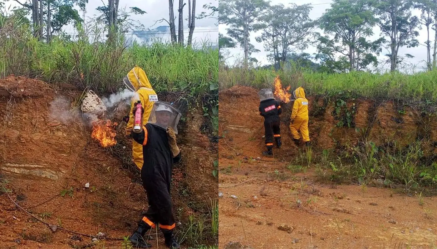 Civil Defence Removes Wasp Nest Near Tebedu Market 1 Sarawak, Sarawak News, Serian, Serian News, Tebedu, Tebedu News, Civil Defence, Emergency Response, Public Safety