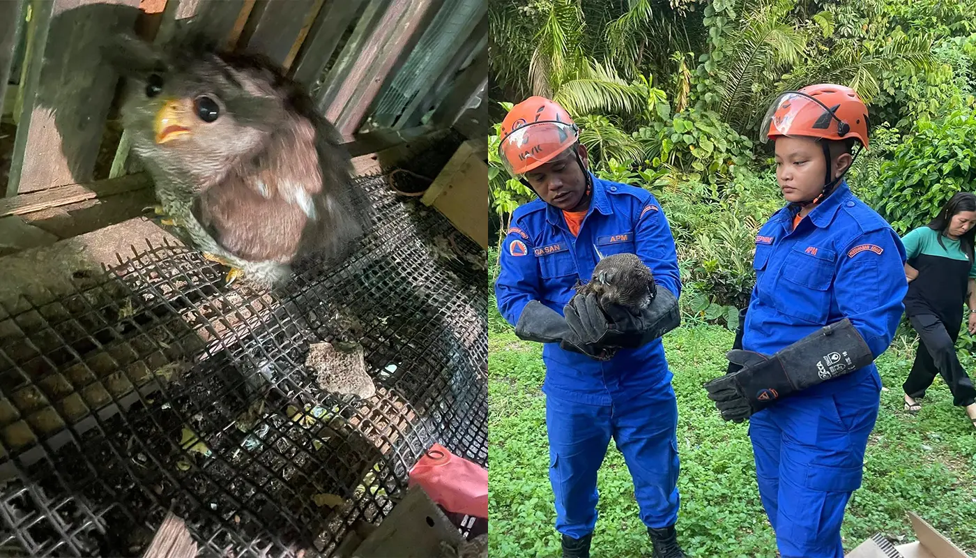 Sarawak, Sarawak News, Julau, Julau News, wildlife rescue, Civil Defence, community safety