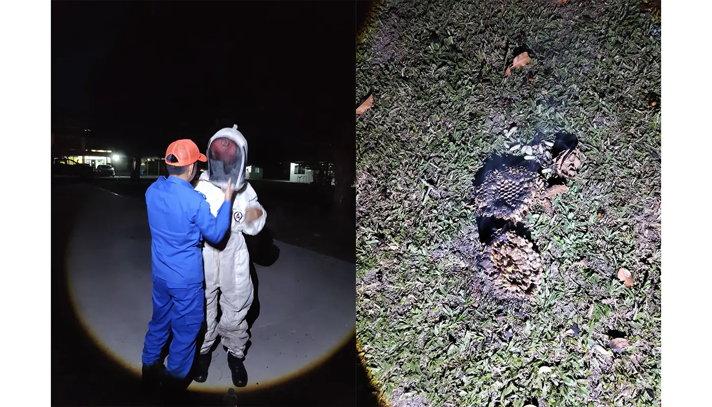 Sarawak, Sarawak News, Sematan, Sematan News, Emergency Response, Public Safety, Insect Nest Removal