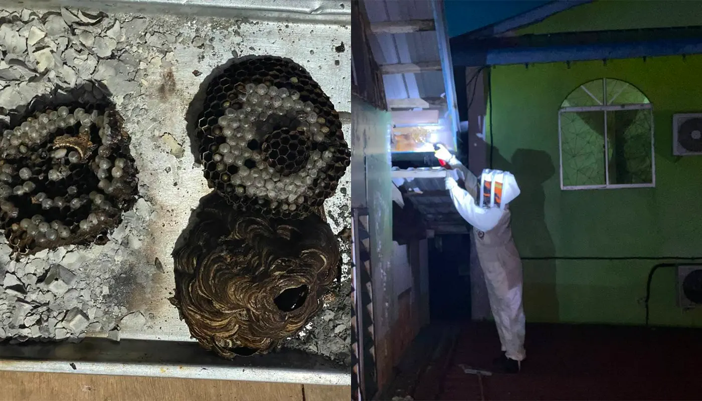 Sarawak, Sarawak News, Kampung Belawai, Belawai News, Civil Defence, Emergency Response, Public Safety, Wildlife Control