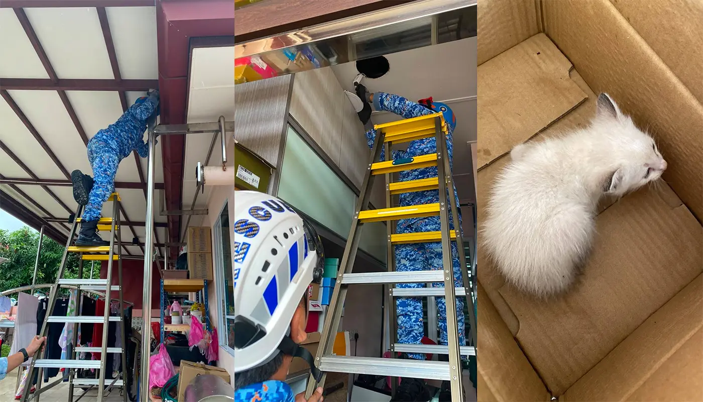 Kitten Rescued by APM Mukah from Ceiling in Home 1 Sarawak, Sarawak News, Mukah, Mukah News, Civil Defence, Pet Rescue, Public Safety