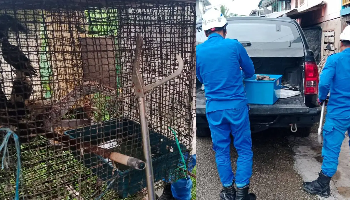 Python Safely Captured by APM Serian in Residential Area 1 Sarawak, Sarawak News, Serian, Serian News, Snake Capture, Wildlife, Public Safety