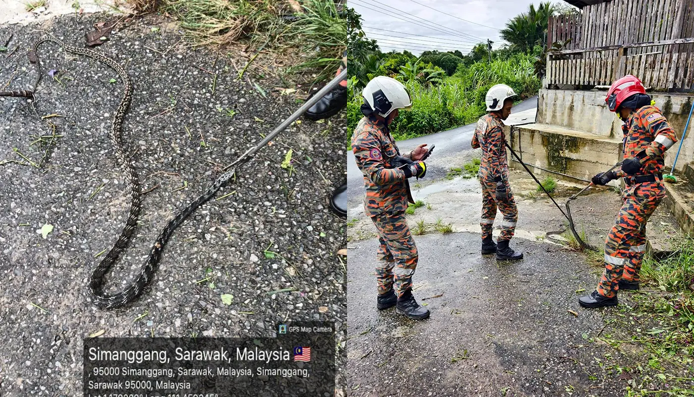 Sarawak, Sarawak News, Sri Aman, Sri Aman News, Snake Incident, Emergency Response, JBPM Sarawak