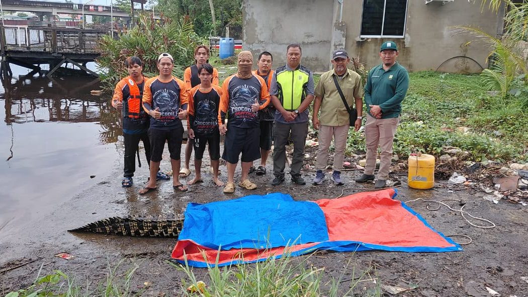 10-Foot Crocodile Captured in Joint Operation in Miri 1 10-Foot Crocodile Captured in Joint Operation in Miri