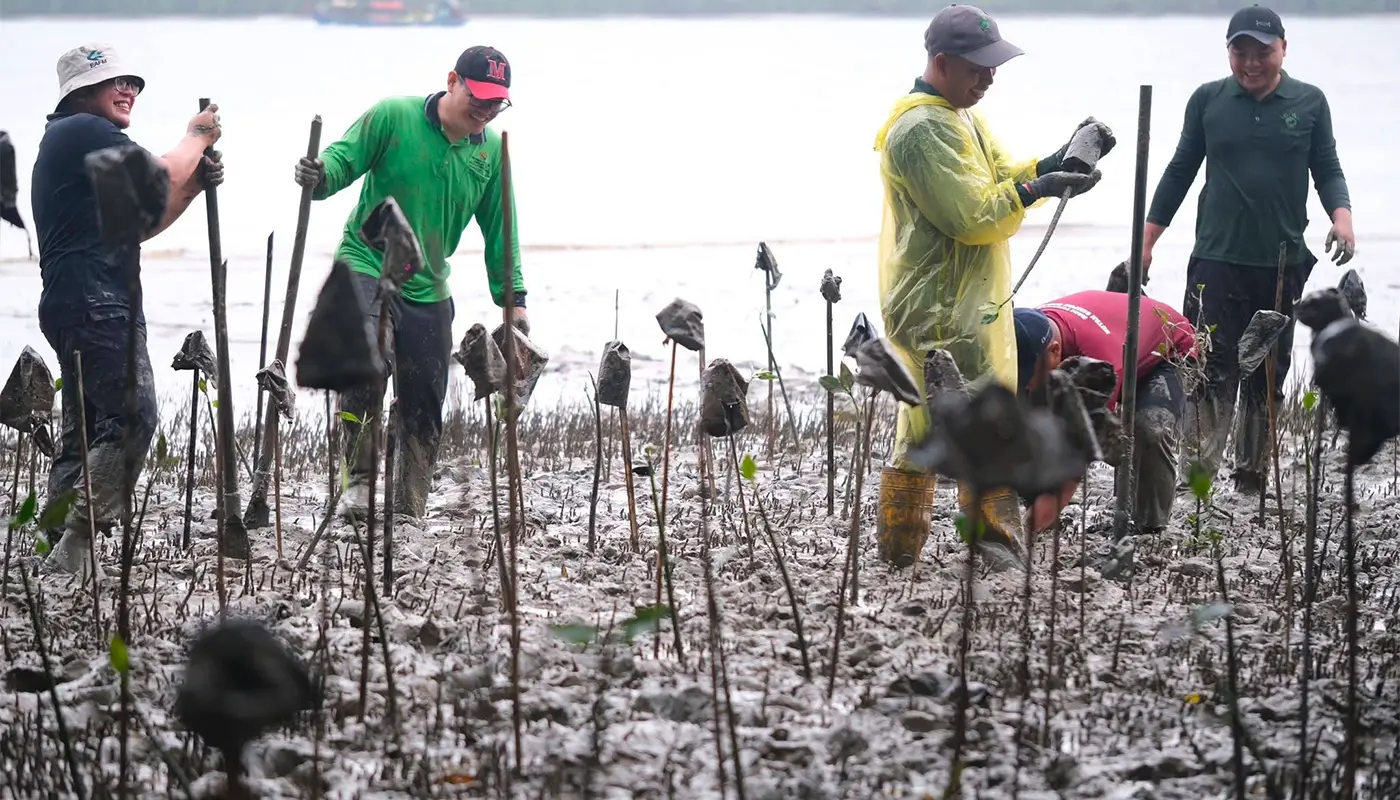 Sarawak, Sarawak News, Kuching, Kuching News, Sejingkat, Environment, Mangrove, Conservation, Sustainability