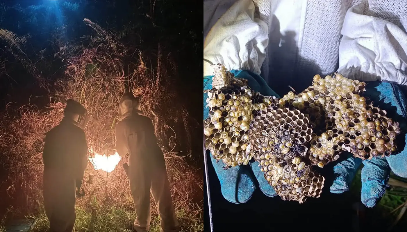 APM Betong Removes Hornet Nest in Rian Batang 1 Sarawak, Sarawak News, Betong, Betong News, Public Safety, Emergency Response, Insect Nest Removal