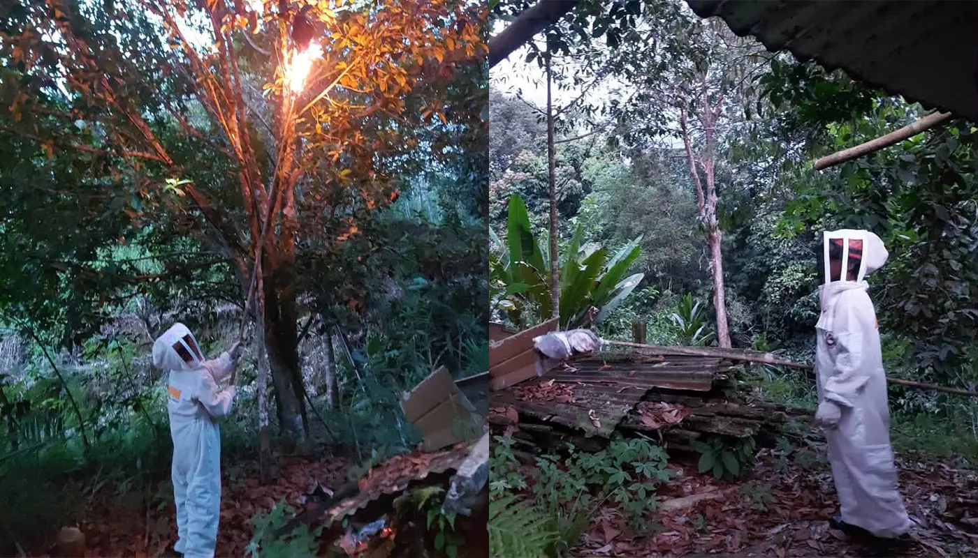 APM Betong Safely Removes Insect Nest at Rumah Panjang Gawis 1 Sarawak, Sarawak News, Betong, Betong News, Rumah Panjang Gawis, Insect Nest, Emergency Response, APM Betong