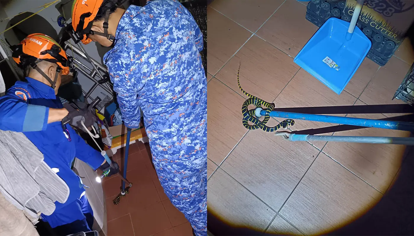 Sarawak, Sarawak News, Betong, Betong News, Civil Defence, Public Safety, Snake Removal, Emergency Response