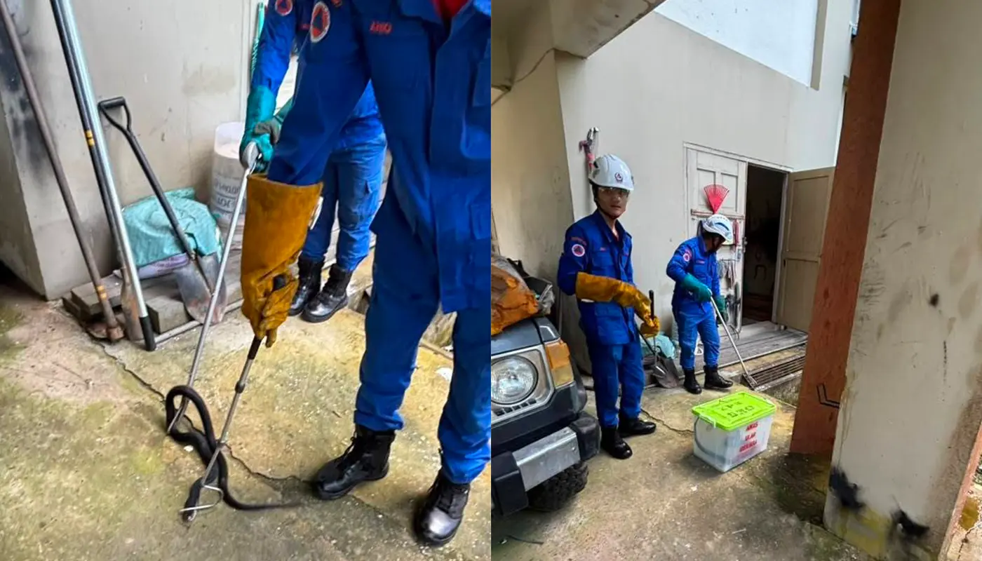 APM Bintulu Safely Captures Cobra Found in Home Store 1 Sarawak, Sarawak News, Bintulu, Bintulu News, Snake Catching, Wildlife Incident, APM Bintulu, Public Safety