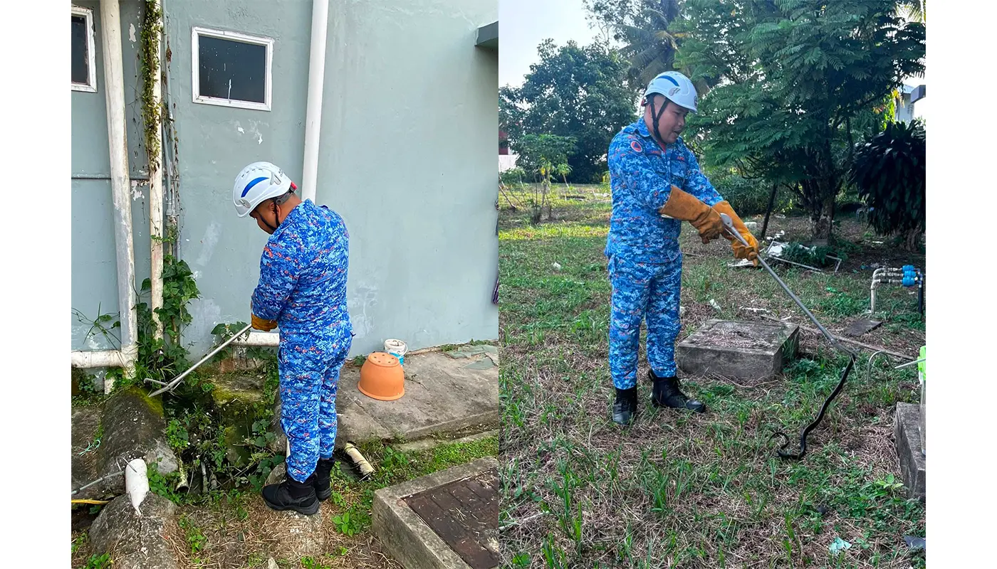 APM Bintulu Safely Captures Cobra in Residential Area 1 Sarawak, Sarawak News, Bintulu, Bintulu News, Public Safety, Emergency Response, Snake Catching