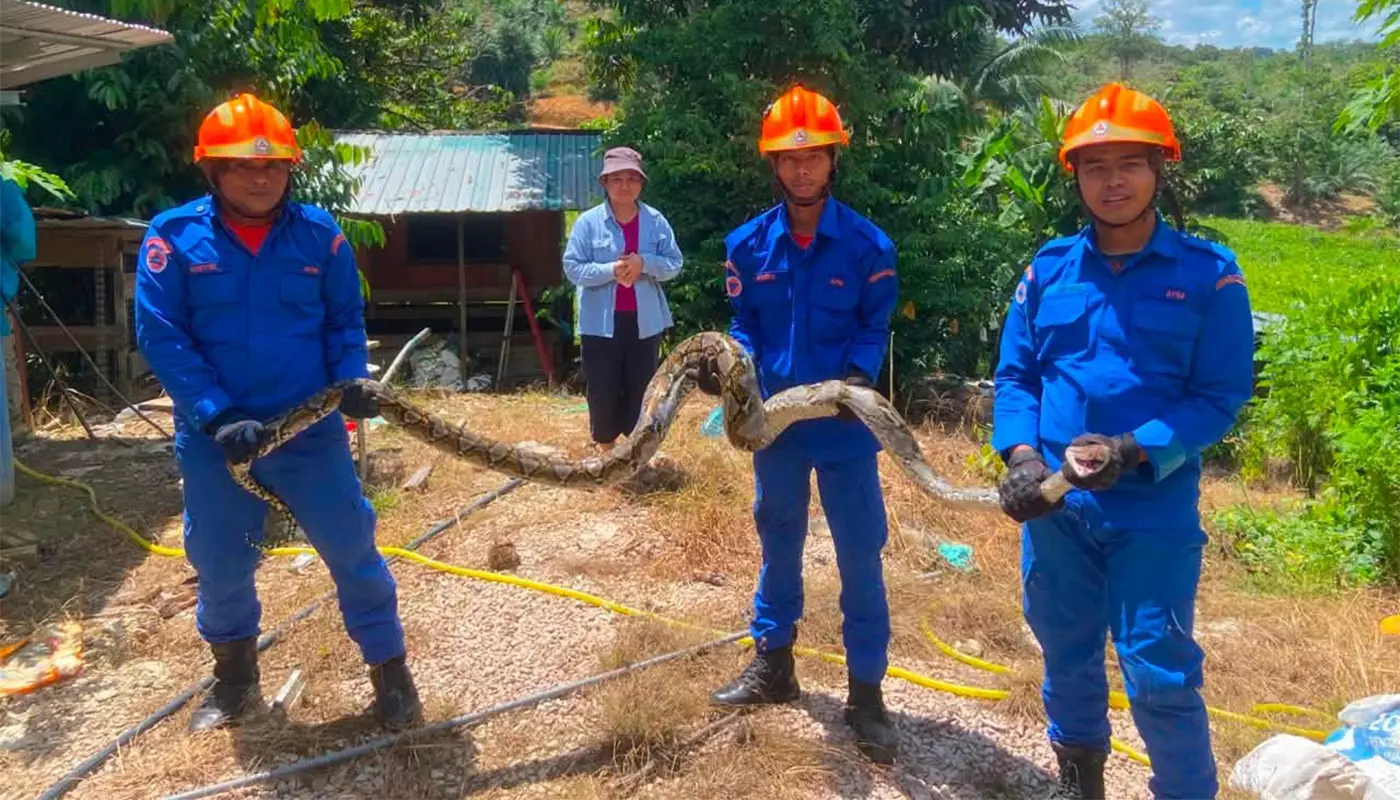 APM Debak Captures Batik Python Found in Residential Cat Cage 1 Sarawak, Sarawak News, Debak, Debak News, Civil Defence, Wildlife Rescue, Public Safety