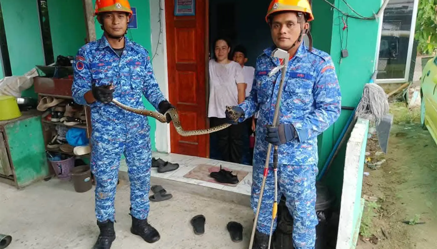 Sarawak, Sarawak News, Debak, Debak News, APM, Wildlife, Public Safety, Snake Rescue, Emergency Response
