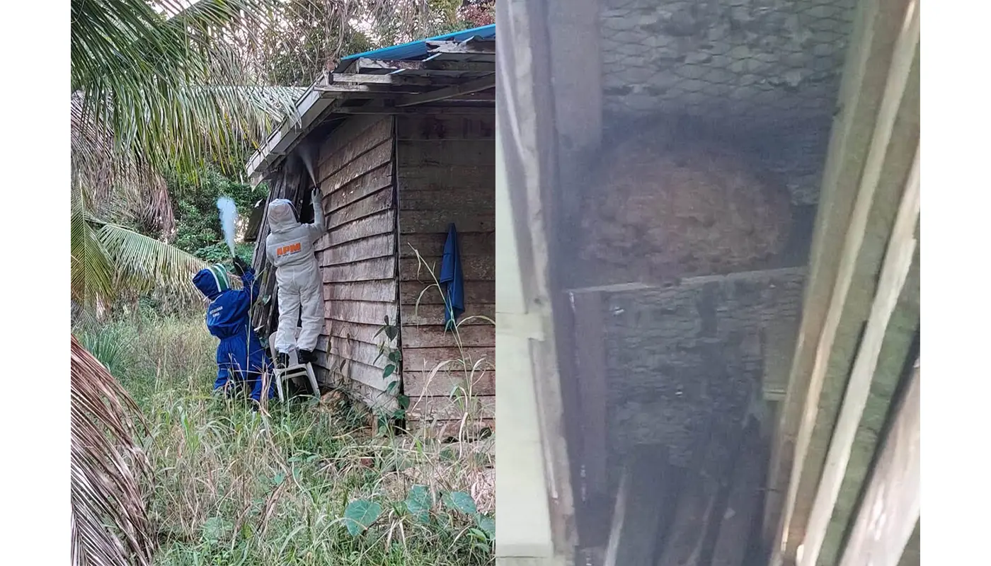 APM Debak Safely Removes Hazardous Wasp Nest in Garden 1 Sarawak, Sarawak News, Debak, Debak News, Civil Defence, Public Safety, Wasp Nest, Emergency Response