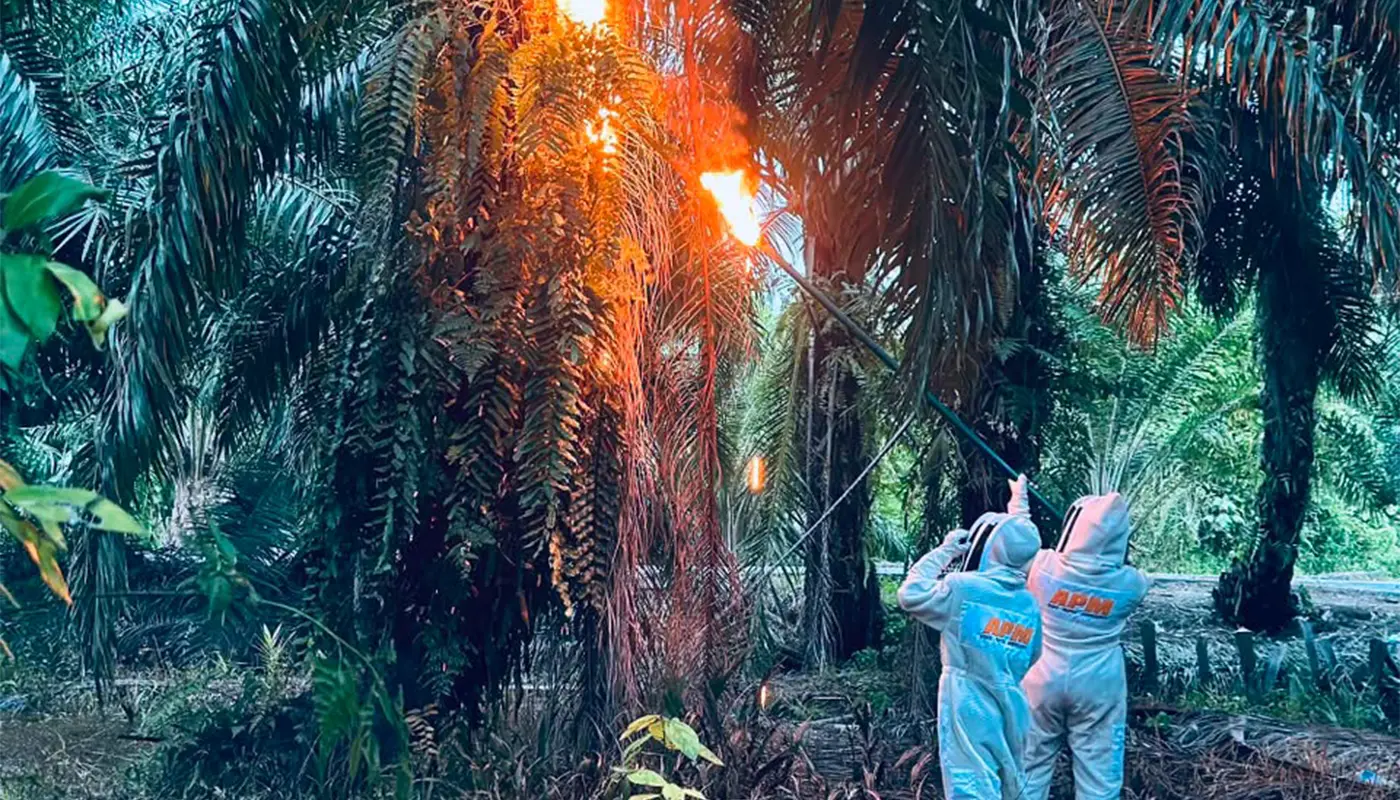 APM Debak Safely Removes Wasp Nest From Plantation 1 Sarawak, Sarawak News, Debak, Debak News, APM, Public Safety, Emergency Response, Wasps, Agriculture