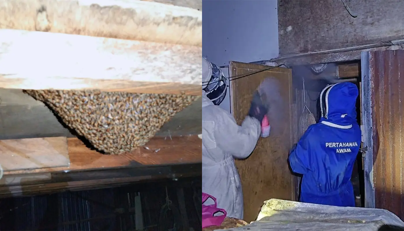 APM Kapit Removes Hazardous Honey Bee Nest at Rumah Bawang 1 Sarawak, Sarawak News, Kapit, Kapit News, Public Safety, Emergency Response, Insect Nest Removal