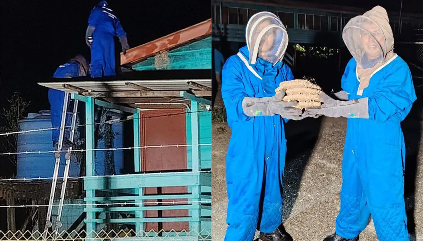 Sarawak, Sarawak News, Limbang, Limbang News, APM Limbang, Civil Defence, Wasp Nest Removal, Public Safety, Emergency Response