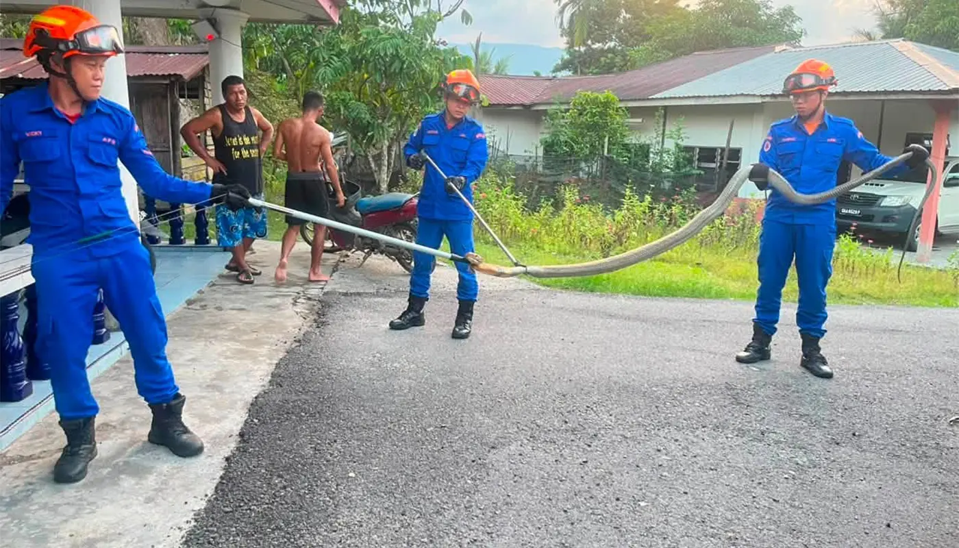 APM Lundu Captures Huge King Cobra in Residential Yard 1 Sarawak, Sarawak News, Lundu, Lundu News, Civil Defence Force, APM Lundu, Wildlife Rescue, King Cobra, Public Safety