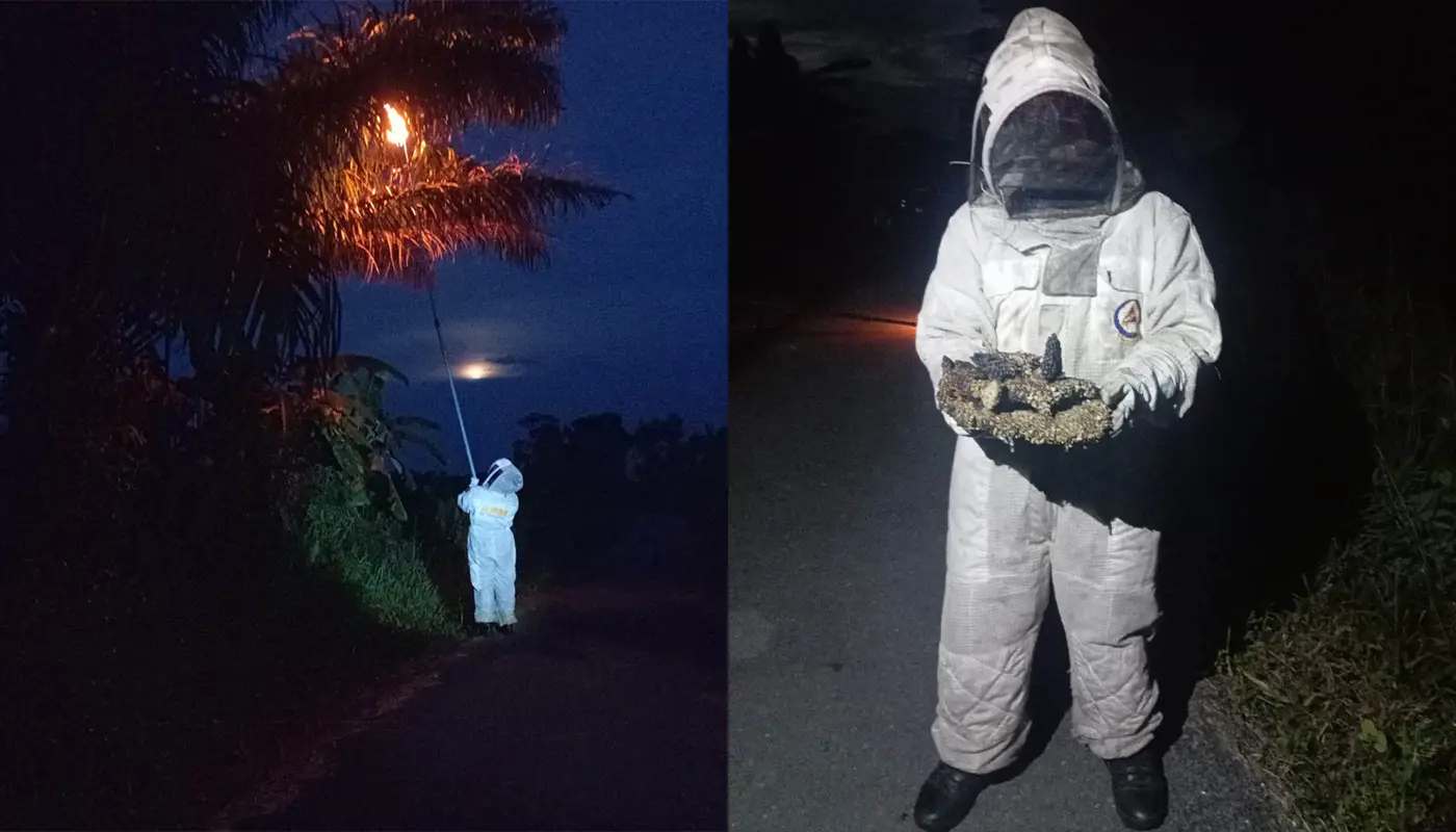 APM Lundu Sematan Removes Dangerous Wasp Nest 1 Sarawak, Sarawak News, Lundu, Lundu News, Sematan, APM, Public Safety, Emergency Response, Wasps