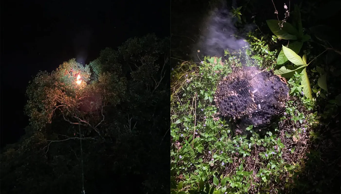 APM Lundu Sematan Removes Wasp Nest Near Surau 1 Sarawak, Sarawak News, Lundu, Lundu News, Sematan, Civil Defense Force, Public Safety, Wasp Nest, APM Lundu, Community Safety