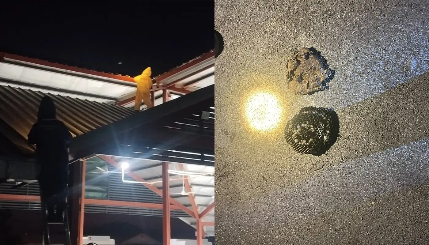APM Matu Clears Large Wasp Nest from Public Market Hall 1 Sarawak, Sarawak News, Matu, Matu News, Tian Village, Civil Defence Force, APM Matu, Public Safety, Market Infrastructure