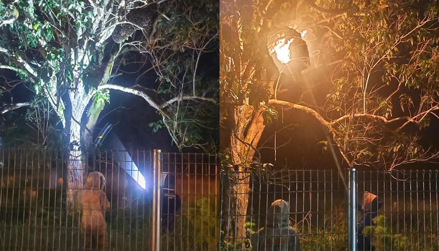 APM Matu Destroys Large Wasp Nest in Tian Village 1 Sarawak, Sarawak News, Matu, Matu News, Civil Defence, Wasp Nest Removal, Public Safety, Emergency Response