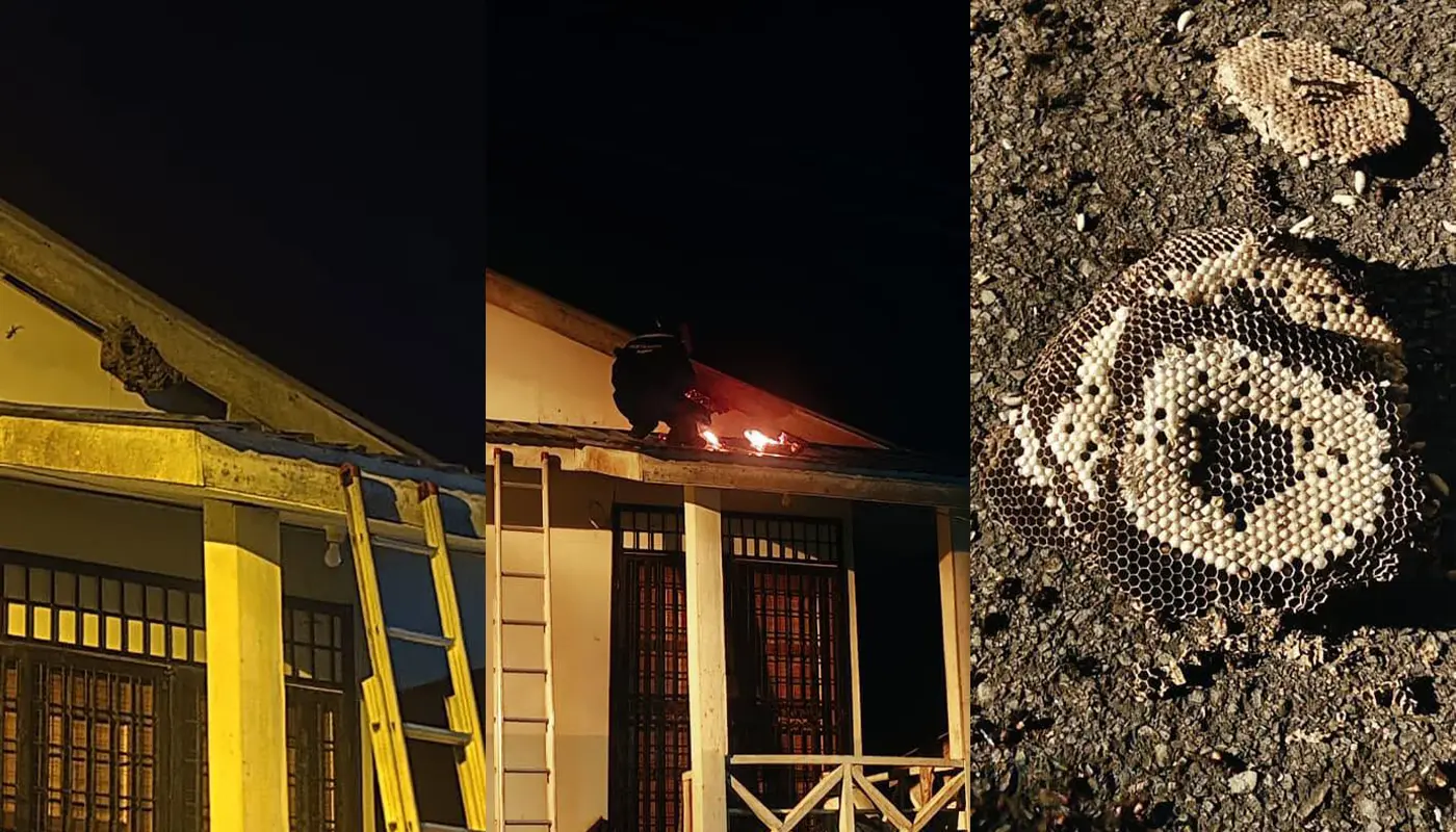 APM Matu Removes Large Wasp Nest in Kampung Sekaan Besar 1 Sarawak, Sarawak News, Matu, Matu News, Civil Defence, Wasp Nest Removal, Public Safety, Emergency Response