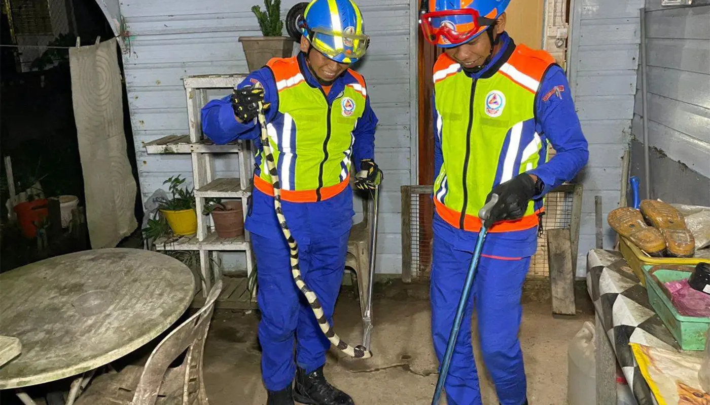 Sarawak, Sarawak News, Mukah, Mukah News, Tinting Pasir, Emergency Response, Civil Defence Force, APM Sarawak, Snake Catching, Wildlife Safety