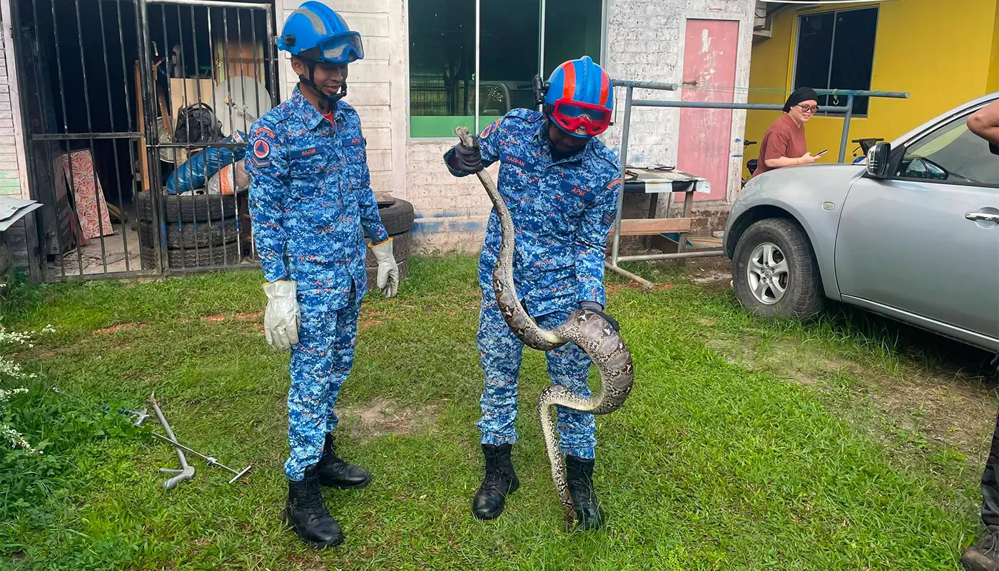 Sarawak, Sarawak News, Mukah, Mukah News, Snake Catching, Wildlife Incident, APM Mukah, Public Safety