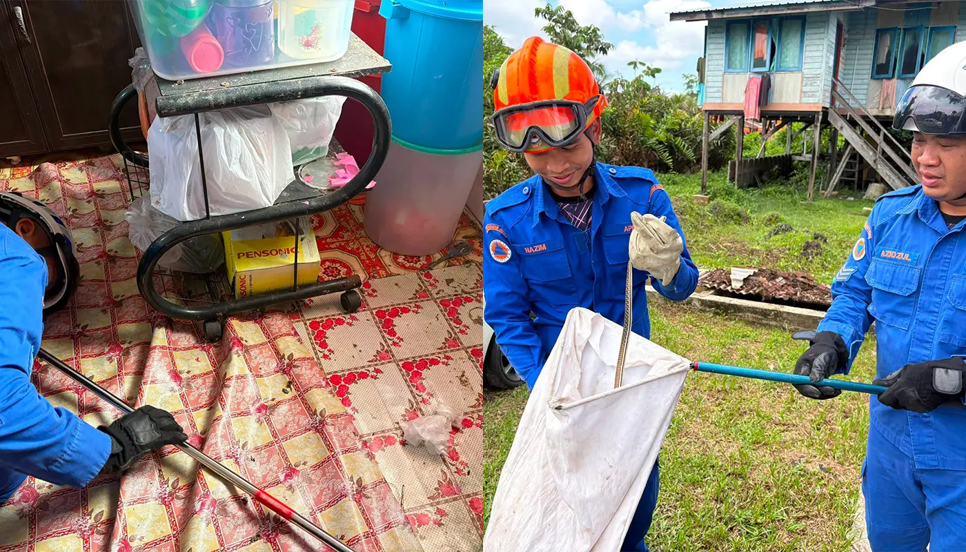 APM Mukah Safely Captures Snake in Kitchen 1 Sarawak, Sarawak News, Mukah, Mukah News, Kampung Sorak Melayu, Emergency Response, Civil Defence Force, APM Sarawak, Snake Catching