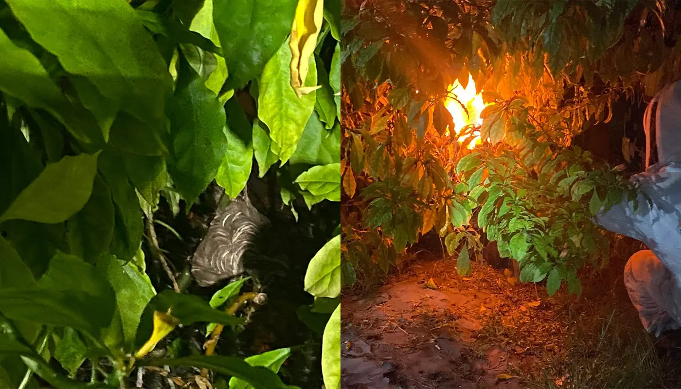 APM Mukah Safely Removes Wasp Nest from Tree Branch 1 Sarawak, Sarawak News, Mukah, Mukah News, Wasp Nest, Insect Control, Emergency Response, Civil Defence Force