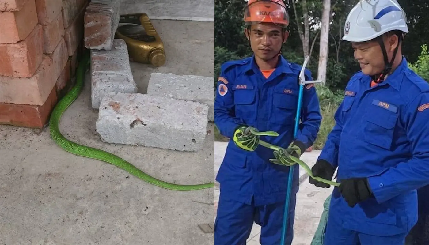 APM Pakan Swiftly Removed A Snake Near Home 1 Sarawak, Sarawak News, Pakan, Pakan News, Civil Defence, Snake Catching, Public Safety, Emergency Response
