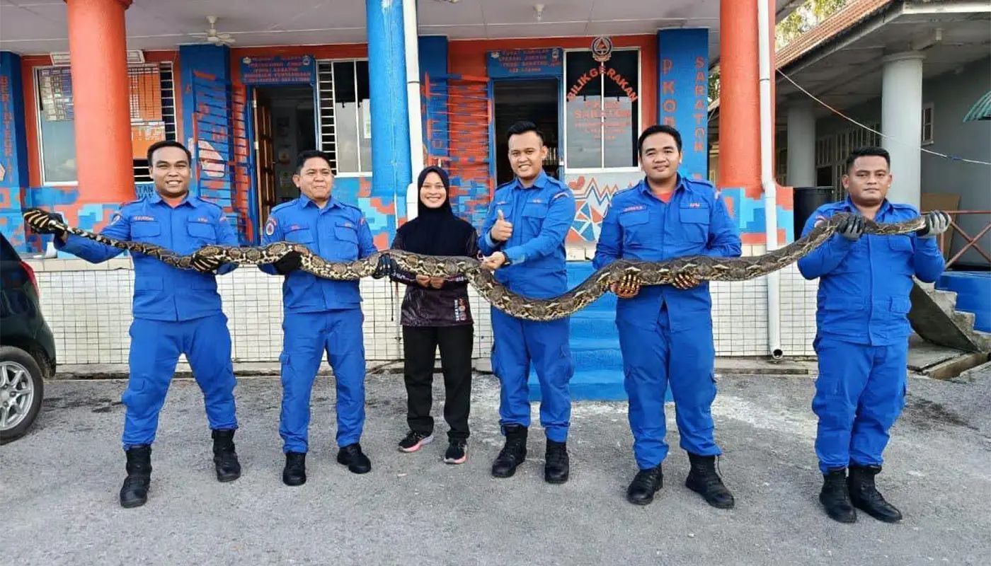 APM Saratok Captures 14-Foot Batik Python Safely 1 Sarawak, Sarawak News, Saratok, Saratok News, Taman Muhibbah, Emergency Response, Civil Defence Force, APM Sarawak, Wildlife Rescue