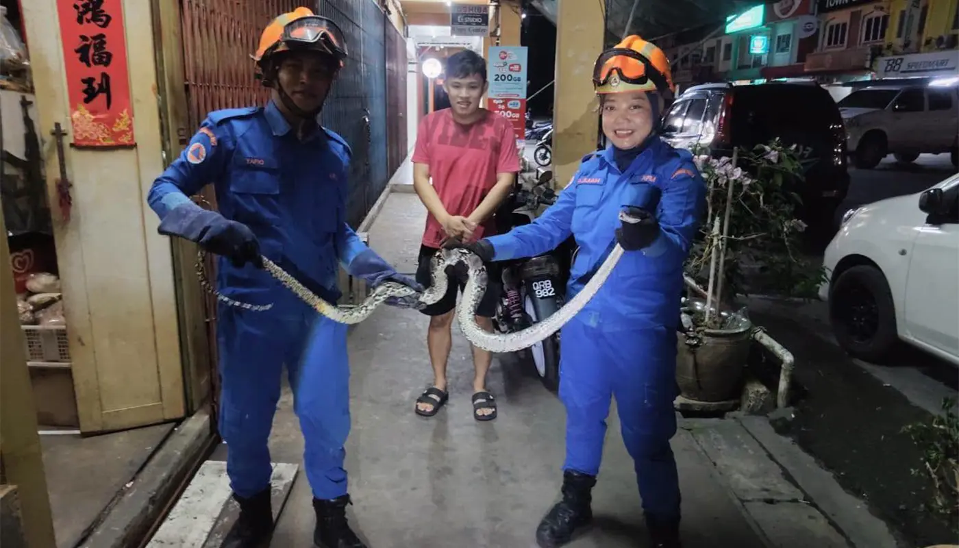 APM Saratok Captures Six-Foot Batik Python at Local Market 1 Sarawak, Sarawak News, Saratok, Saratok News, Civil Defence, Wildlife Rescue, Public Safety