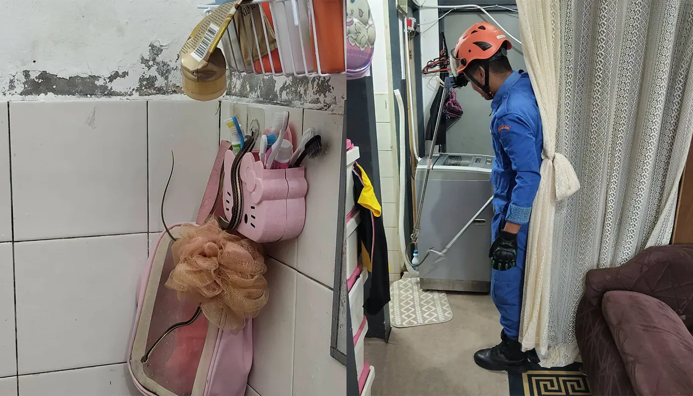 APM Saratok Captures Snake Found In Residential Bathroom 1 Sarawak, Sarawak News, Saratok, Saratok News, Civil Defense Force, Snake Rescue, Public Safety, APM Saratok, Taman Seroja Indah, Wildlife Management