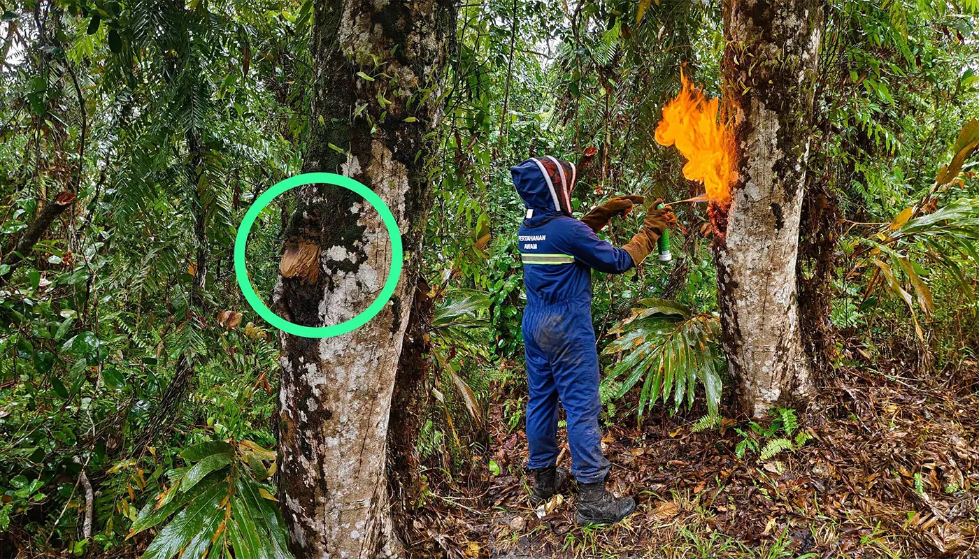 APM Saratok Eliminates Stinging Fly Nest in Simpang Semurin 1 Sarawak, Sarawak News, Saratok, Saratok News, Civil Defence, Public Safety, Insect Nest Removal, Emergency Response