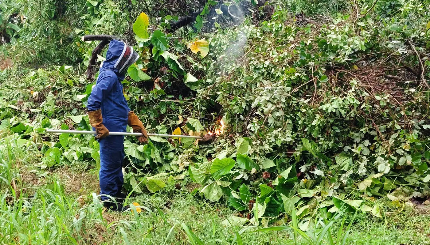 APM Saratok Destroys Wasp Nest Safely in Kerawai 1 Sarawak, Sarawak News, Saratok, Saratok News, Civil Defence, Public Safety, Insect Nest Removal, Emergency Response