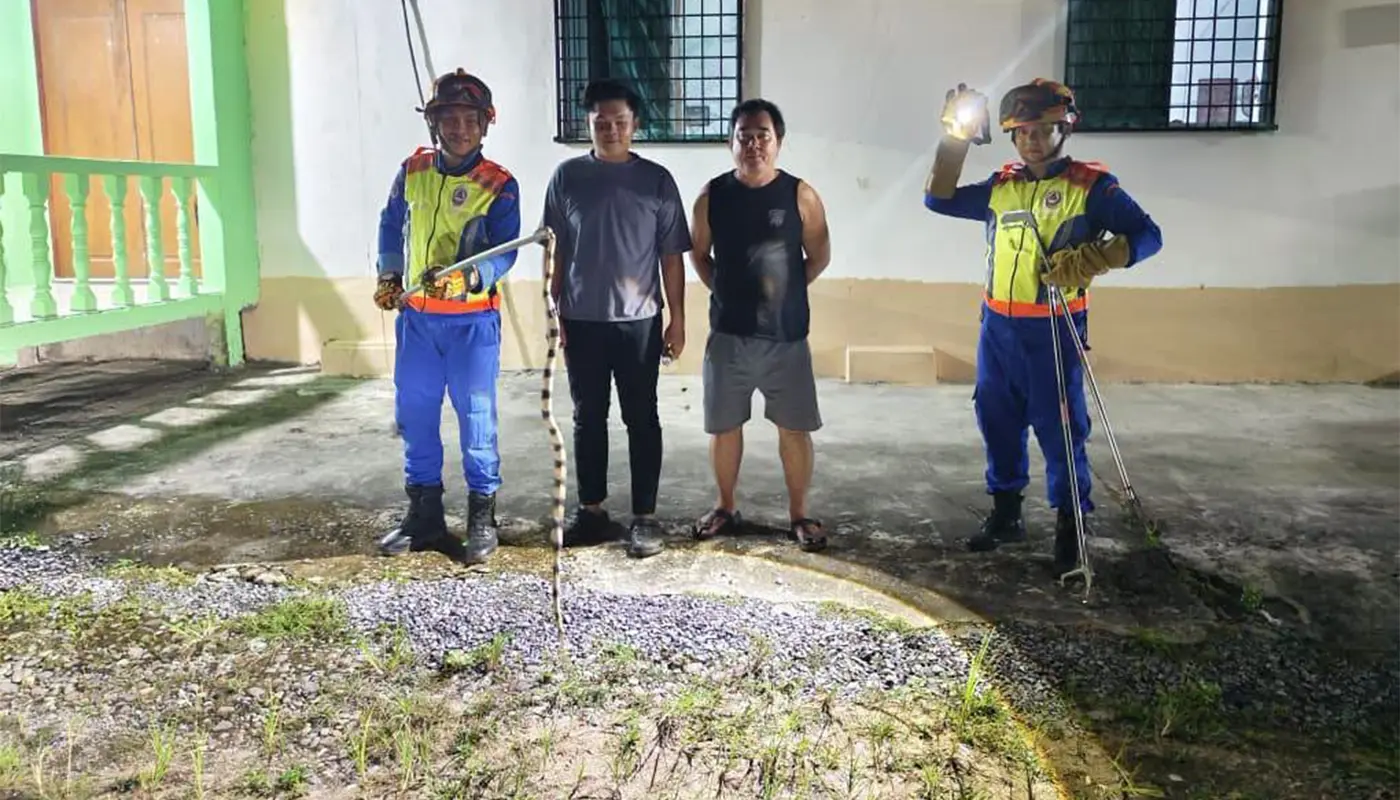 APM Saratok Removes Sugarcane Snake Hidden in Car Engine 1 Sarawak, Sarawak News, Saratok, Saratok News, Civil Defence, Wildlife Rescue, Public Safety