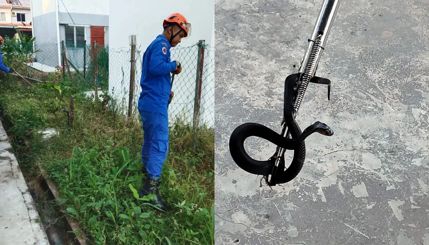 Sarawak, Sarawak News, Saratok, Saratok News, Wildlife Rescue, Black Cobra, Emergency Response, Civil Defence Force