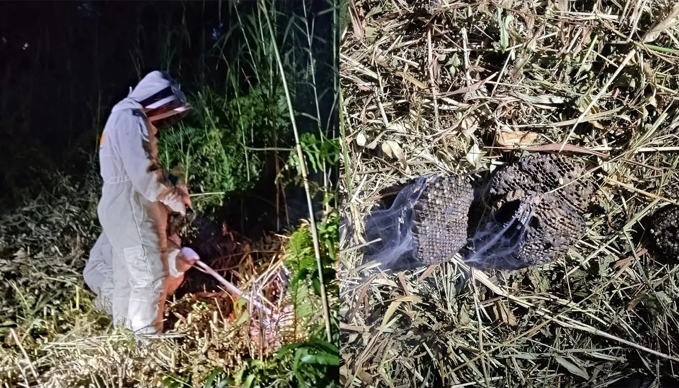 APM Spaoh Removes Large Night Wasp Nest From Garden 1 Sarawak, Sarawak News, Spaoh, Spaoh News, Civil Defense Force, Public Safety, Pest Control, APM Spaoh, Wildlife Management, Tanjung Sebekut