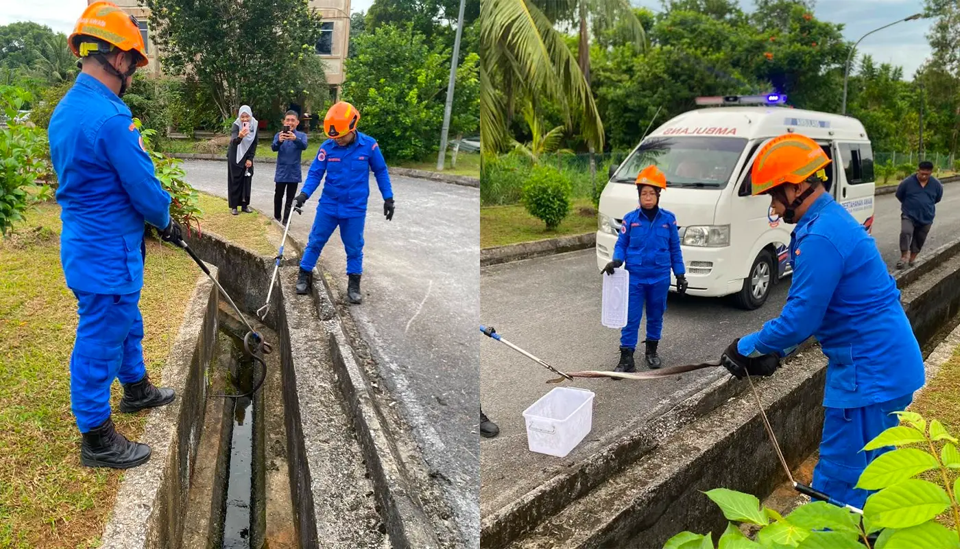 APM Tanjung Manis Captures Two-Metre Buffalo Ribbon Snake 1 Sarawak, Sarawak News, Tanjung Manis, Tanjung Manis News, SK Tanjung Manis, Emergency Response, Civil Defence Force, APM Sarawak, Snake Catching, Wildlife Safety