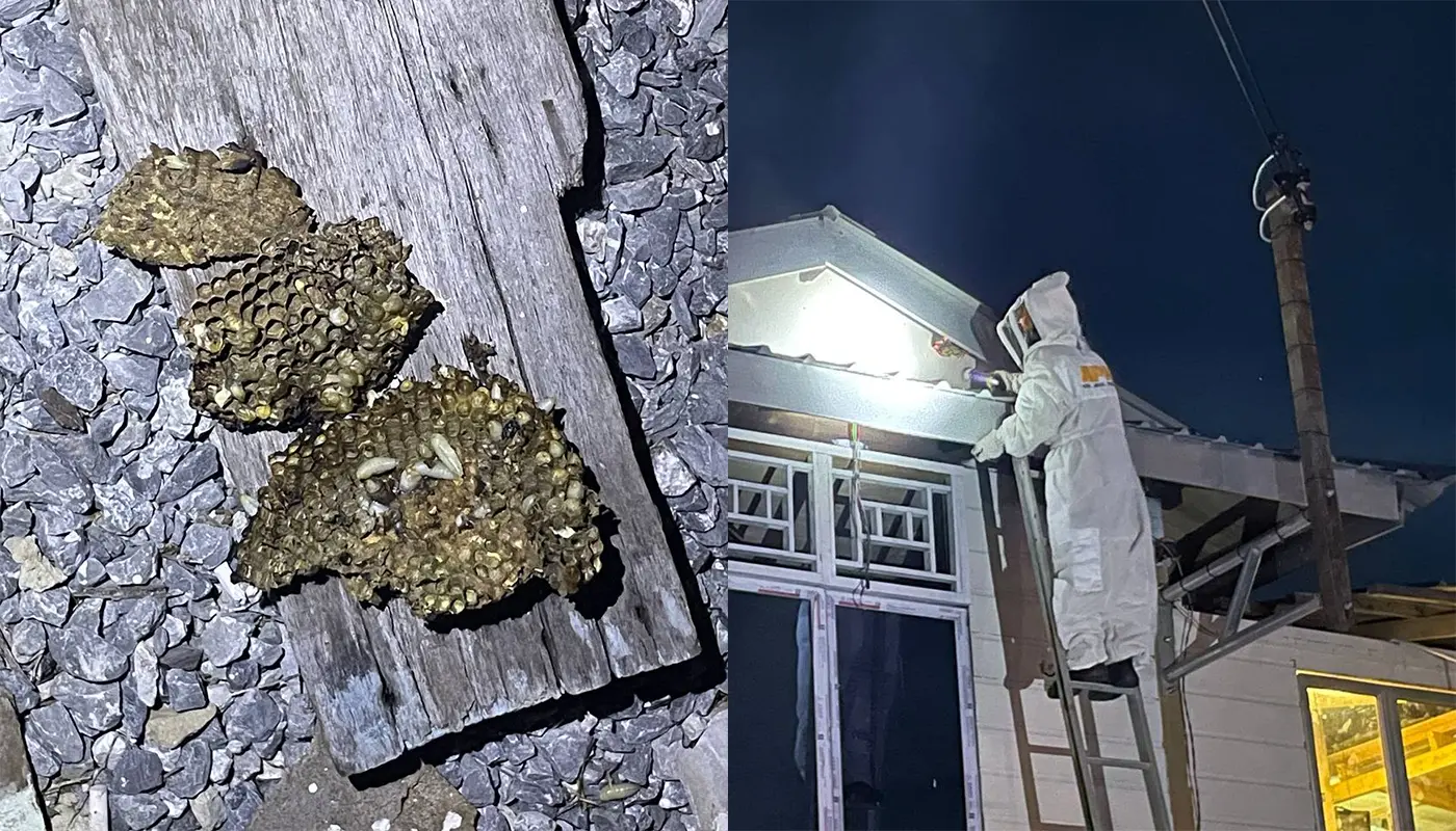 APM Tanjung Manis Destroys Large Wasp Nest in Kampung Belawai 1 Sarawak, Sarawak News, Tanjung Manis, Tanjung Manis News, Kampung Belawai, Wasp Nest, Emergency Response, APM Tanjung Manis, Public Safety