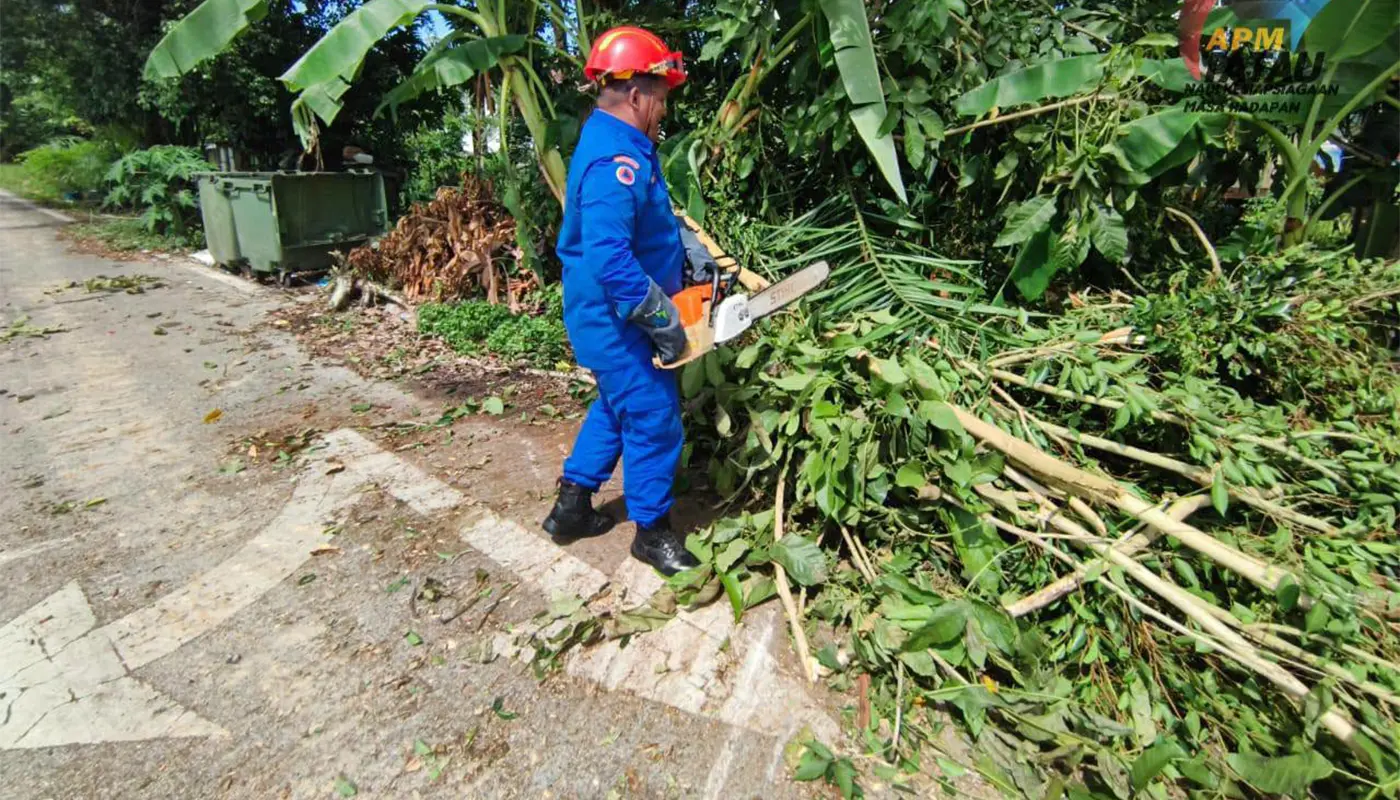 APM Tatau Clears Fallen Tree Branches From Roadside 1 Sarawak, Sarawak News, Tatau, Tatau News, Civil Defense Force, Public Safety, Road Clearance, APM Tatau, Flat Pine, Emergency Response