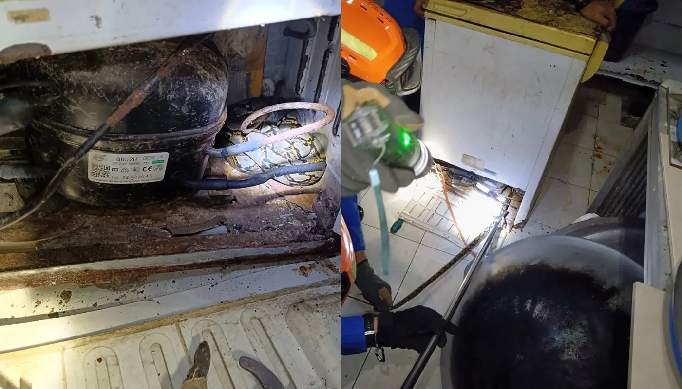 Baby Python Found Hiding In Freezer At Spaoh Eatery 1 Sarawak, Sarawak News, Spaoh, Spaoh News, Civil Defense Force, Snake Rescue, Public Safety, APM Spaoh, Wildlife Management, Restaurant Safety
