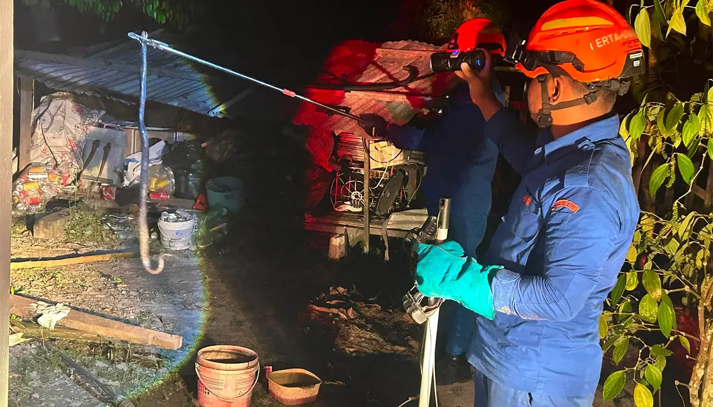 Black Cobra Captured Safely in Lundu by APM 1 Sarawak, Sarawak News, Lundu, Lundu News, Wildlife Rescue, Emergency Response, Civil Defence, Public Safety