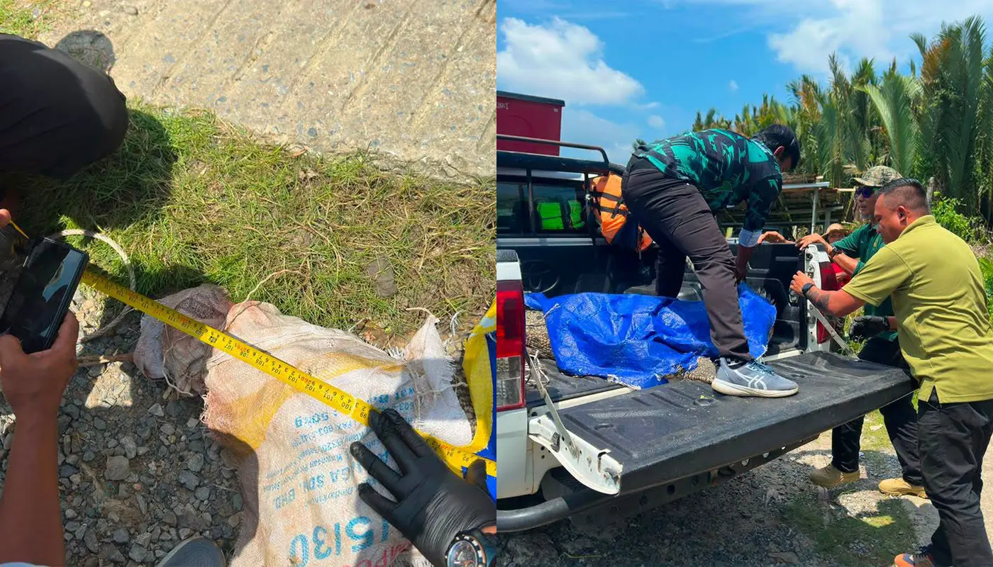 Crocodile Captured After Attack in Kampung Perpat, Kabong 1 Crocodile Captured After Attack in Kampung Perpat Kabong
