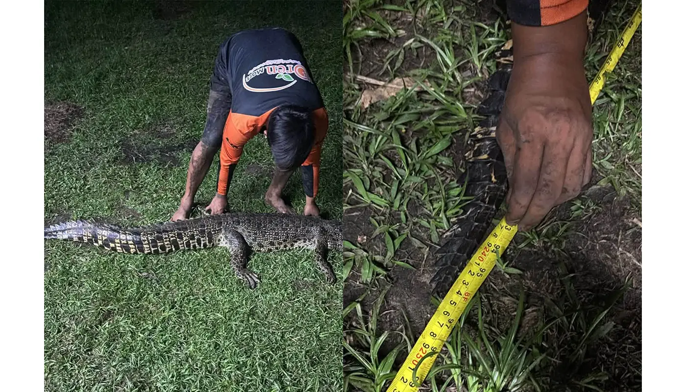 Eight-Foot Crocodile Captured in Lutong River Operation 1 Sarawak, Sarawak News, Miri, Miri News, Lutong, Wildlife Safety, Sarawak Forestry Corporation, Crocodile Capture, Public Safety, Team Eric Cat