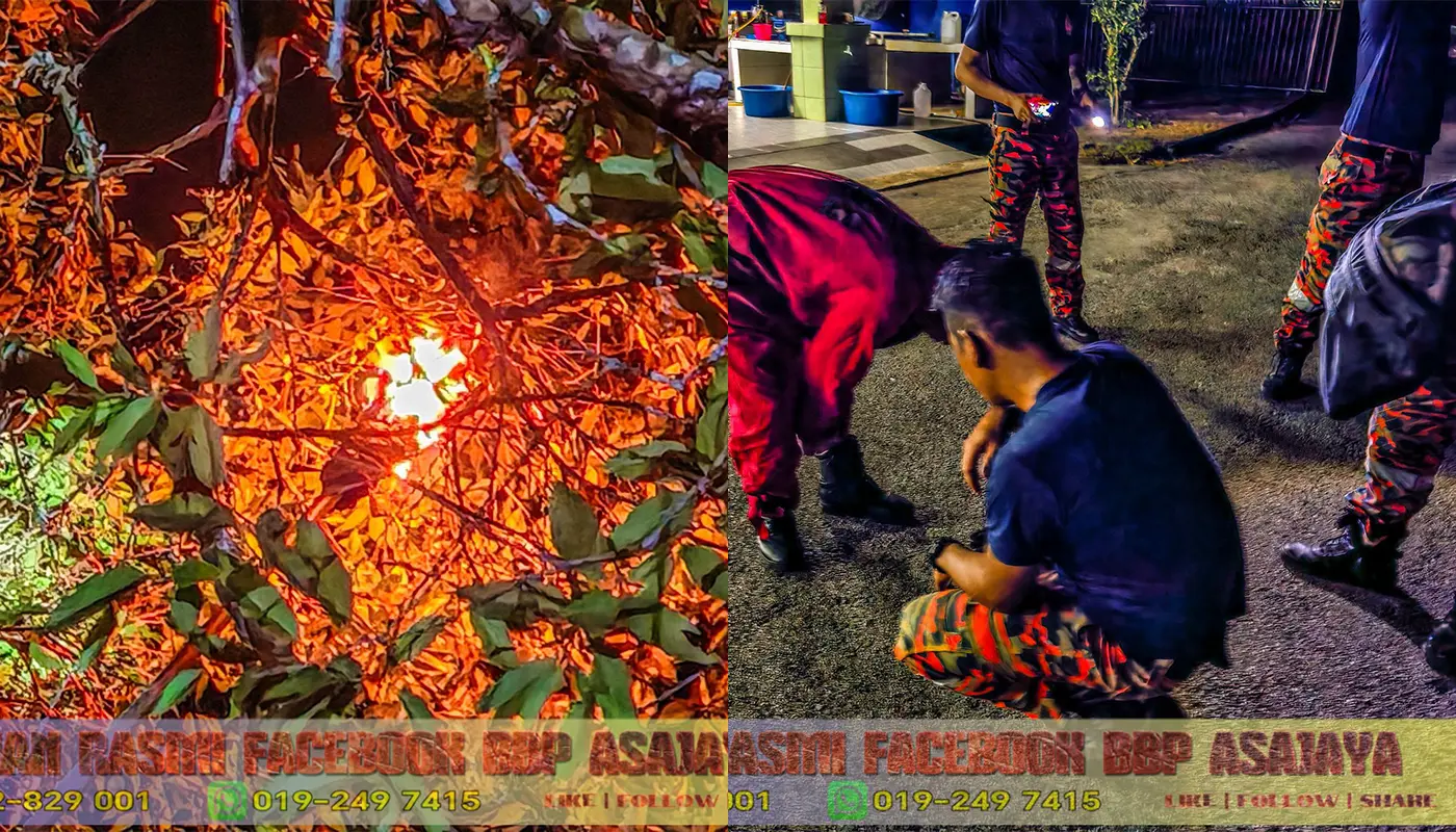 Firefighters in Asajaya Remove Poisonous Insect Nest Safely 1 Sarawak, Sarawak News, Asajaya, Asajaya News, Fire and Rescue, Public Safety, Insect Nest Removal, Community Protection