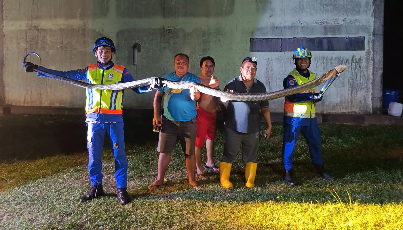 Sarawak, Sarawak News, Mukah, Mukah News, Civil Defence, Snake Capture, Wildlife Emergency, Public Safety